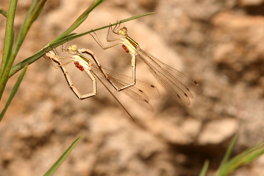 Lestes virens e Lestes barbarus....